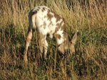 Pinto%20muledeer%20fawn.jpg