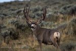 muley3720s001.jpg