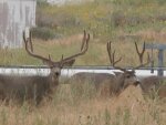 Deer 3.jpg