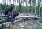 Bears cropped.jpg