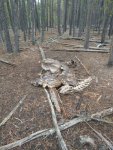 elk2.jpg