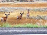 Phone pics 450.jpg