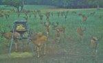 Bucks2.jpg