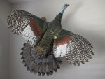 Wild Turkey 001.jpg
