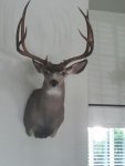 44 deer.jpg