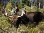 moose3-1.jpg