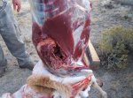 2012 Wyoming antelope wound.jpg