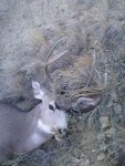 my buck.jpg