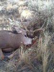 Buck # 3.jpg