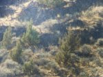 Idaho hunt 12 015.jpg