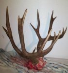 muley_6x7_doug_d14_2012_side.jpg