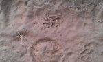 Tracks.jpg