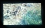 lilBuckfight.jpg