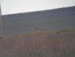 through spotting scope small.jpg