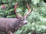 IMG_1478at.jpg