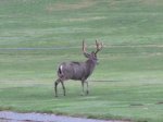 IMG_1488at.jpg