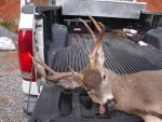 2012 deer 8.jpg