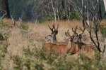 IMG_9039.jpg