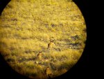 aoudad3.jpg