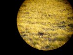 aoudad1.jpg