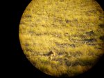 aoudad2.jpg