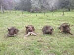 2013 Jim's pig hunt.jpg