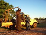 wildpig-Australia.jpg