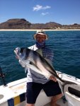 Roosterfish1.jpg