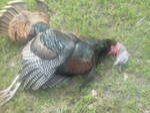 turkey.jpg