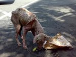 Street_dog-Gianyar_Bali-2009_jpeg.jpg