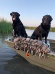 teal3.jpg