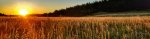 Meadow Sunrise-6.jpg