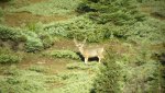 more deer 037.jpg