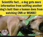 Dogs and CNN.jpg