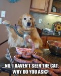 no cat.jpg
