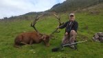 NZ Red Stag.jpg