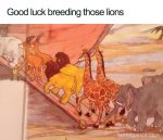 oops lions.jpg