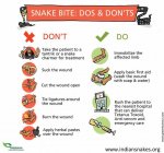 snake-bite-info.jpeg