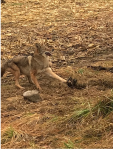 coyote1.png