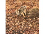 coyote3.png