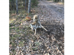 coyote4.png