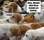 fox w hounds.jpg