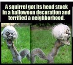 scary squirrel.jpg