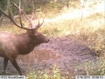 2013 Elk WY (37).JPG