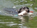 Puppies 005.jpg