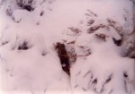 Ermine under rabbit 1973.jpg