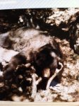 Bear #3.jpg