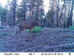 Trail Cam  .jpg
