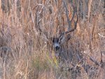 IMG_1453as.jpg
