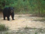Black Bear 2.jpg